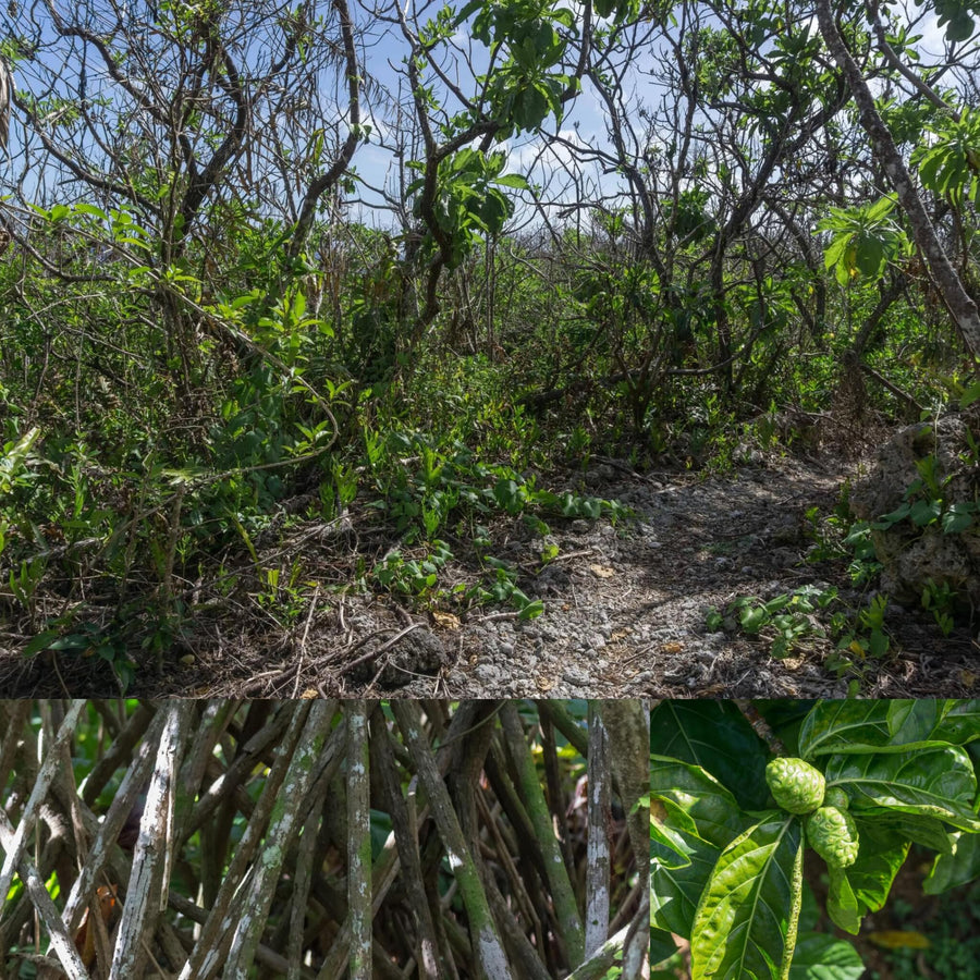 Coral Island Tropical Forest