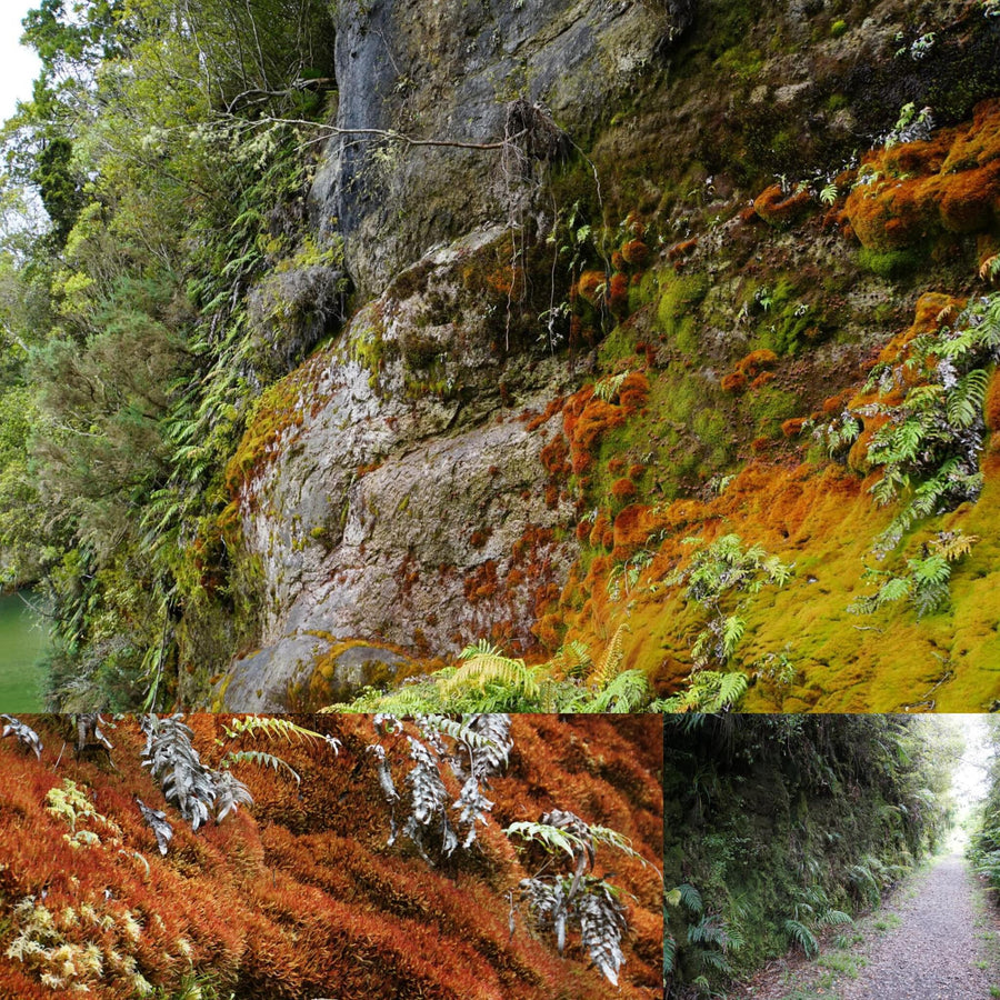 Green and Red Mossy Walls