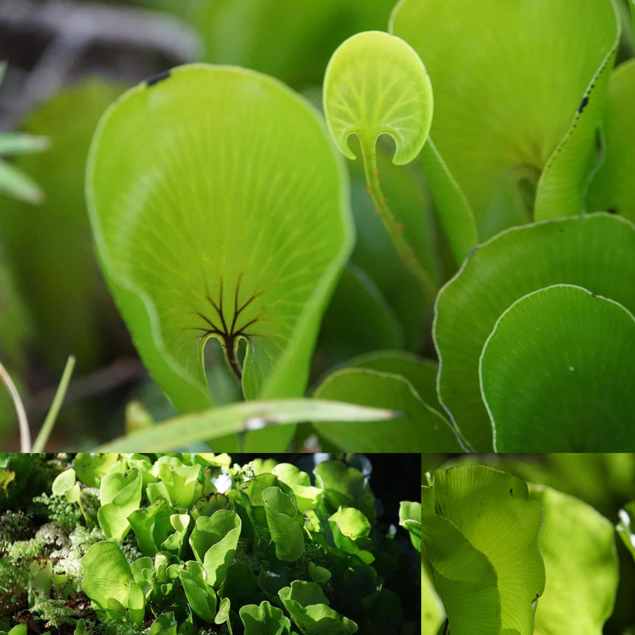 Macro Vegetation