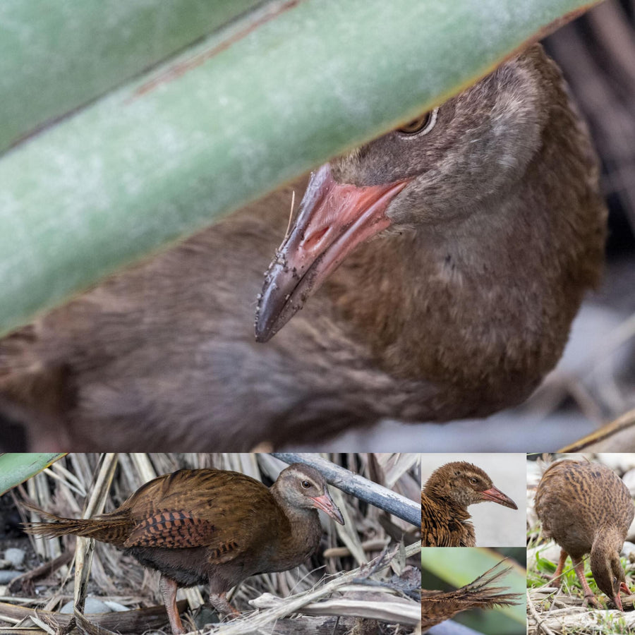 Weka Bird