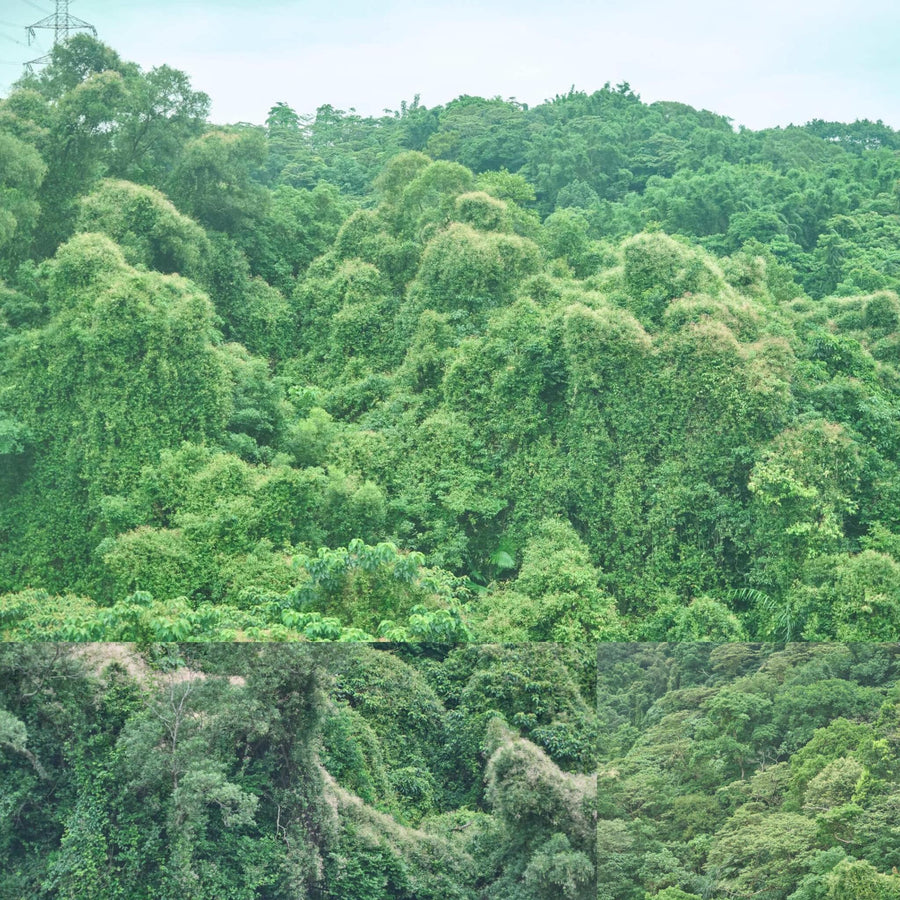 Taiwanese Tropical Hill Greenery