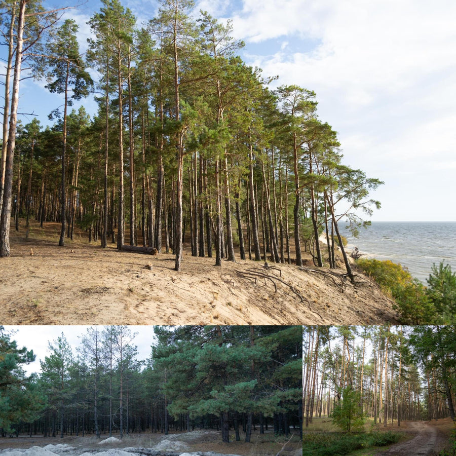 Sandy Coast Pine Forest