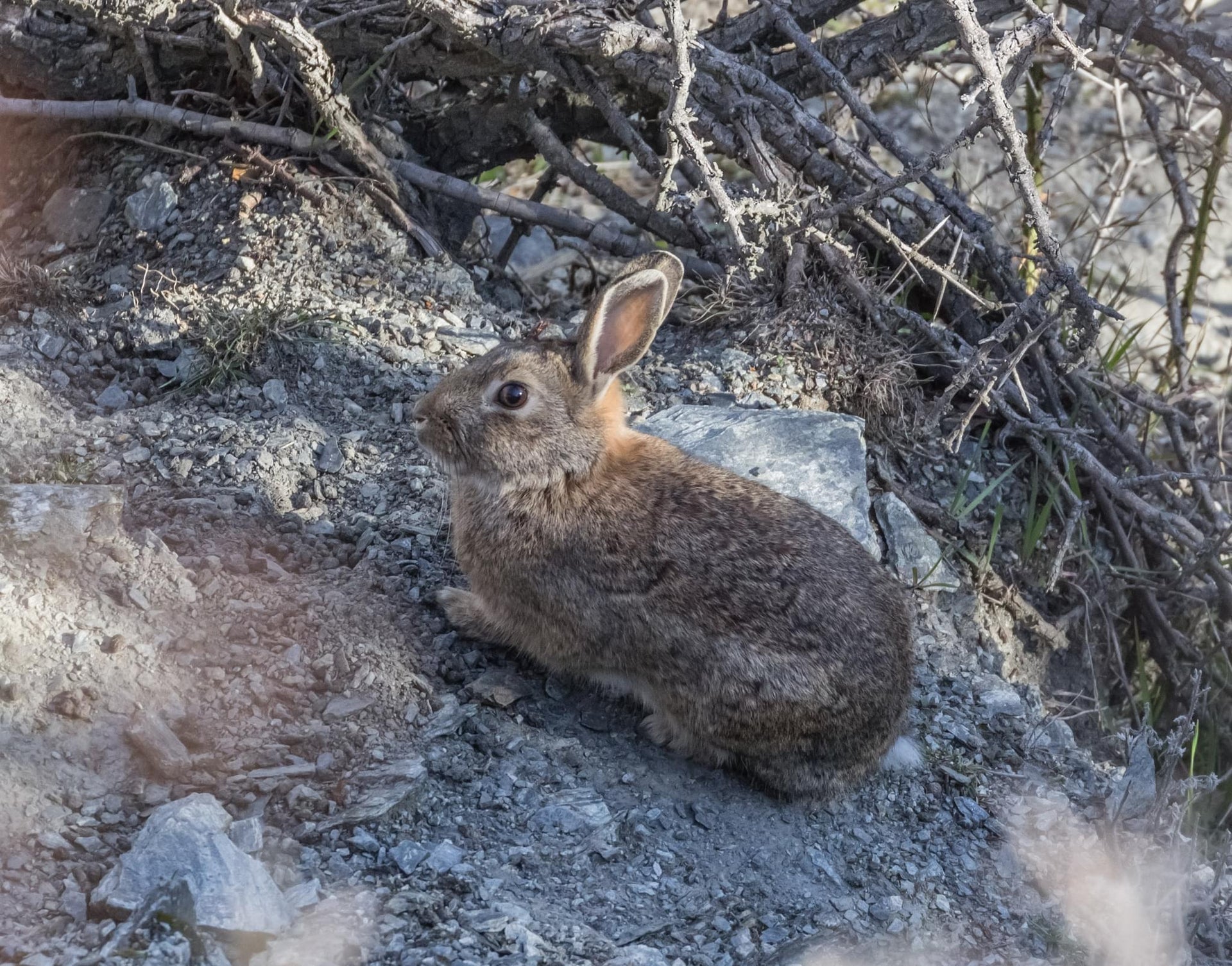 Rogue Rabbit Colony