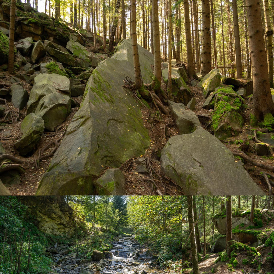 Cliffs Overgrowing Pine Tree Forest