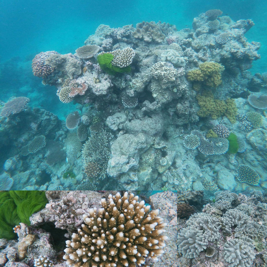 Great Barrier Coral Reefs