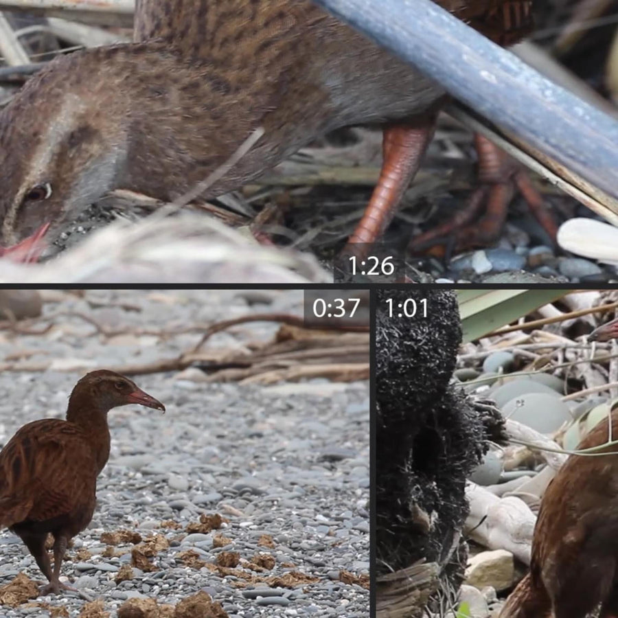 Weka Bird