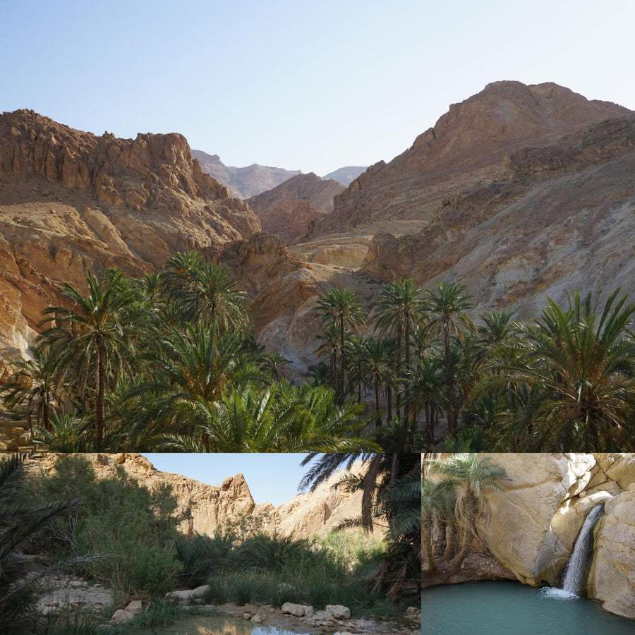 Tunisian Desert Oasis