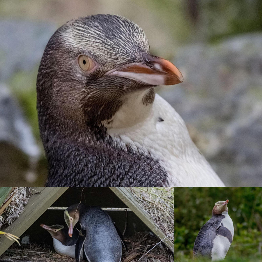 Yellow-Eyed Penguins