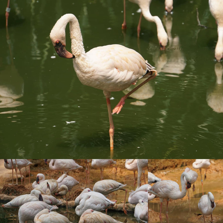 Lesser Flamingo