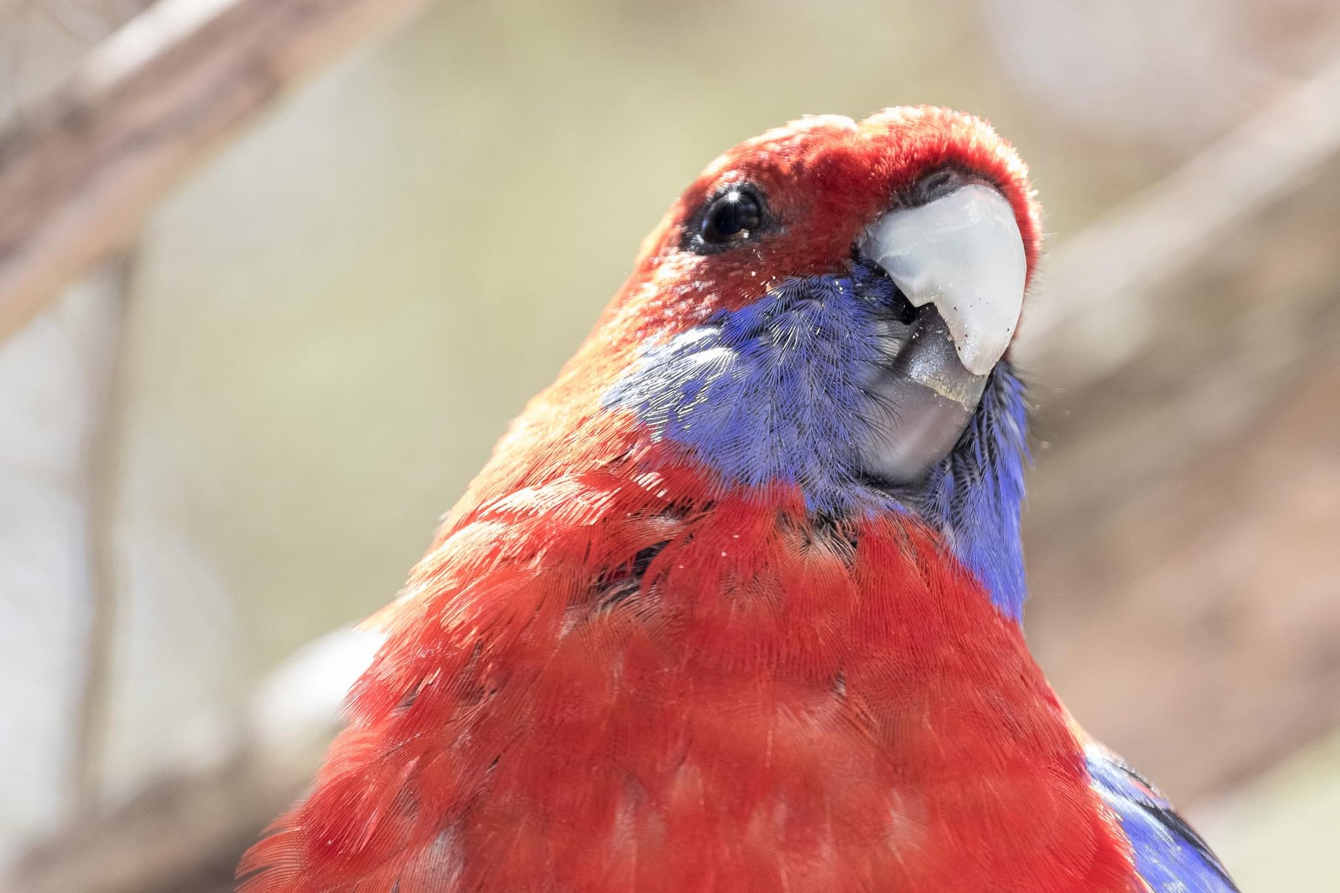 Crimson Rosella Parrot