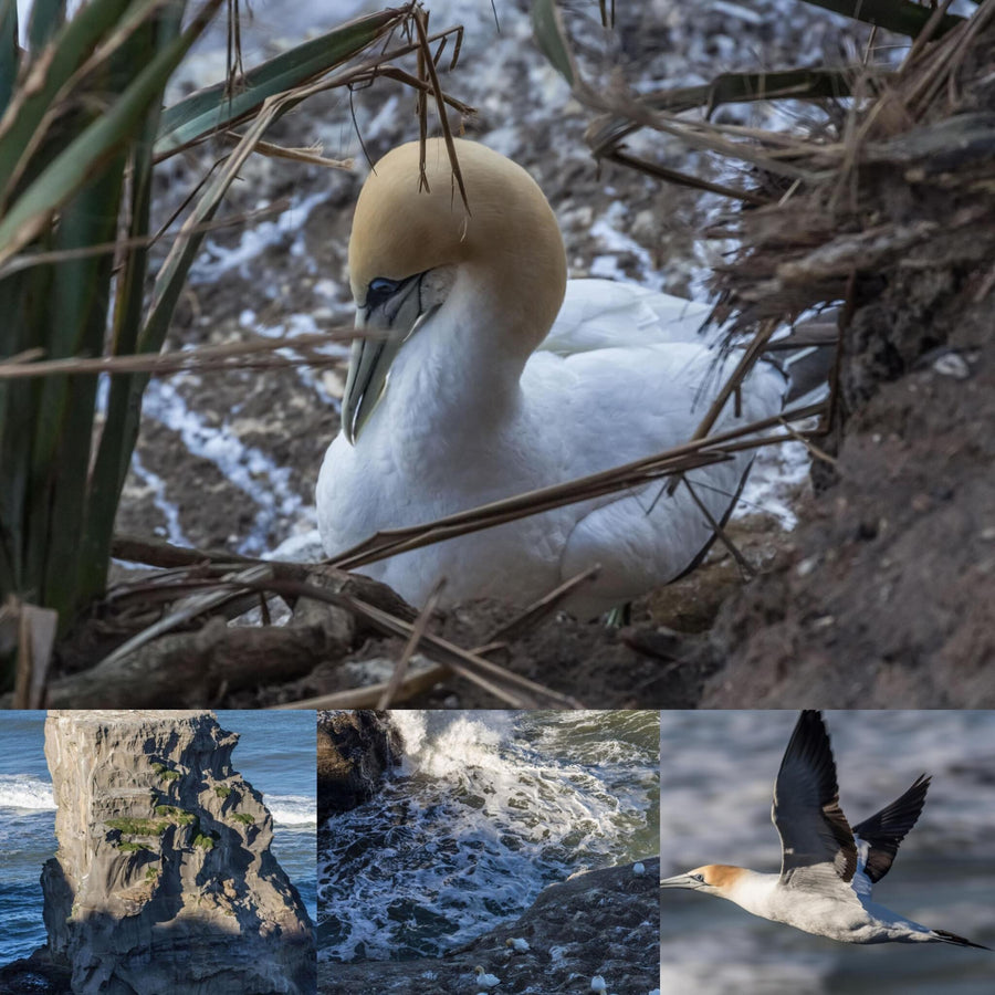 Gannet Bird Colony