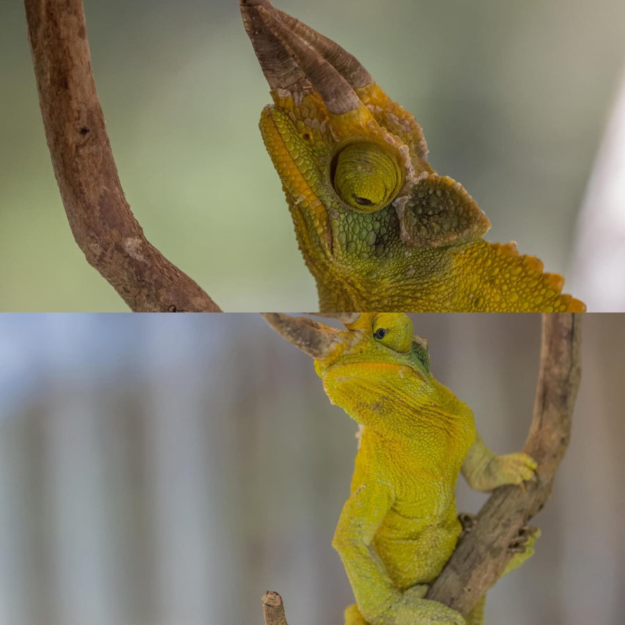 Three-Horned Chameleon