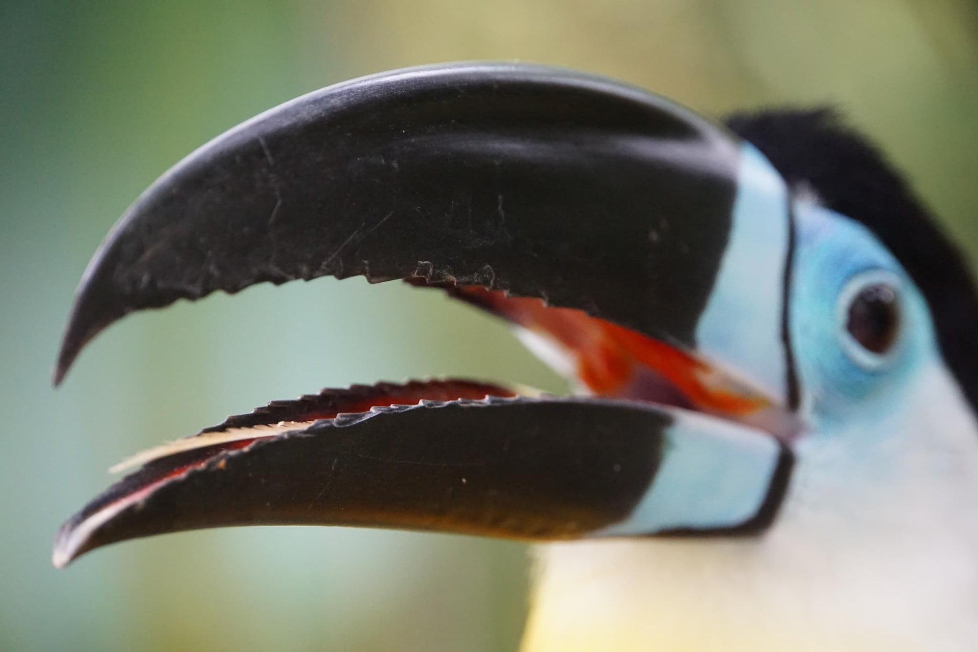 Toucan