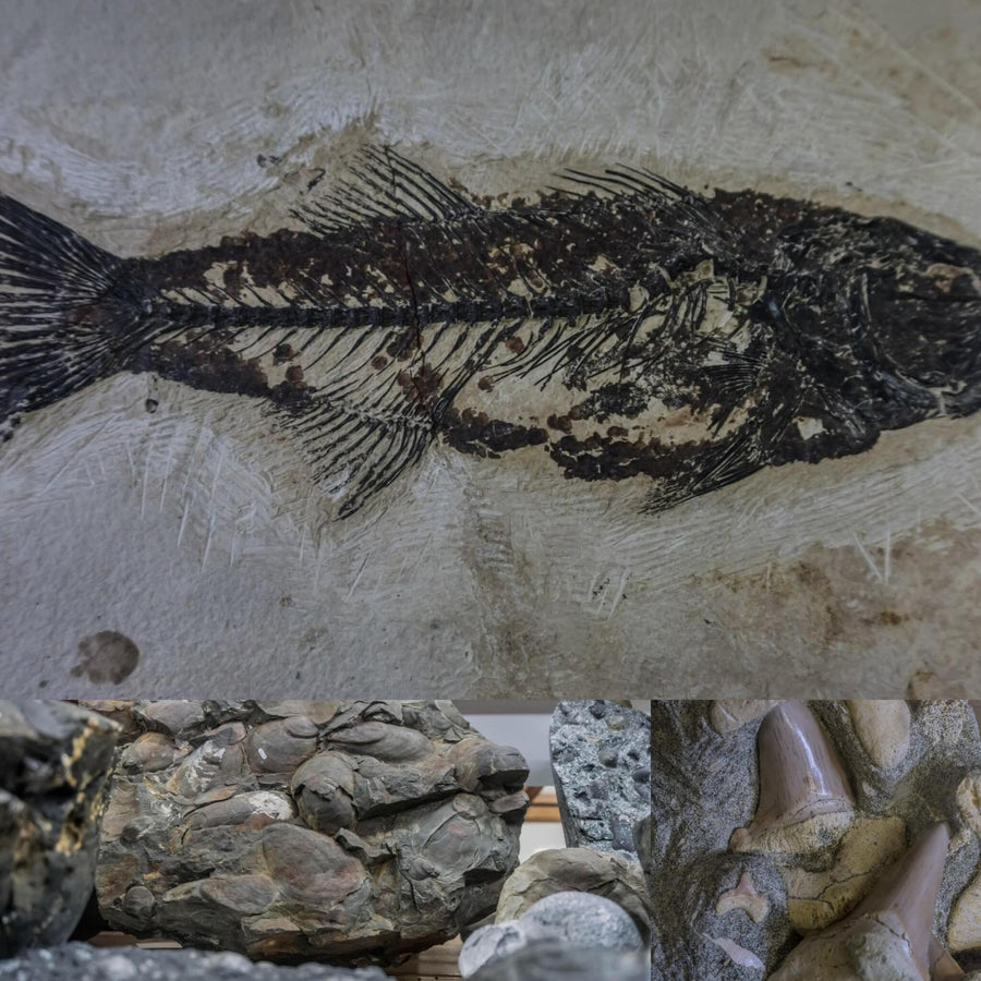 Prehistoric Sea-Life Fossils