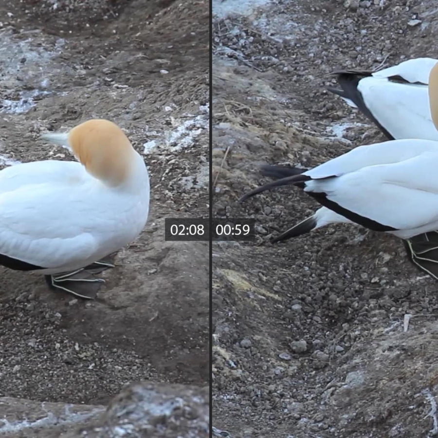 Gannet Bird Colony