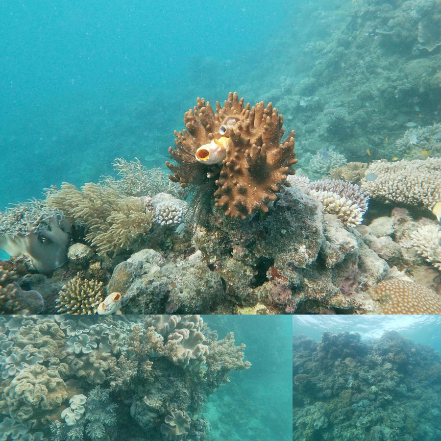 Coral Reef Overcast