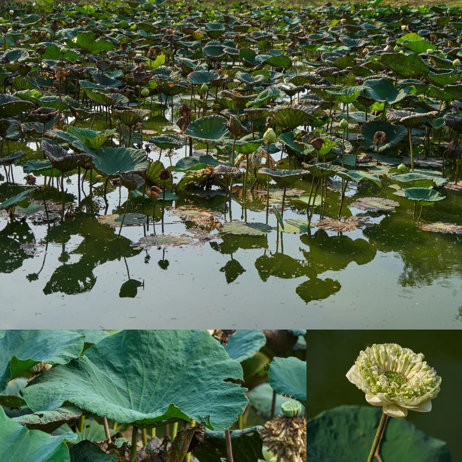 Small Drying Lotus Pond