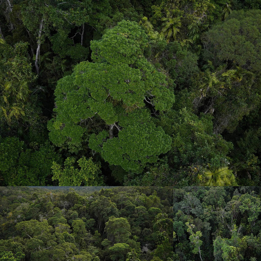 Ancient Australian Rainforest Aerial View