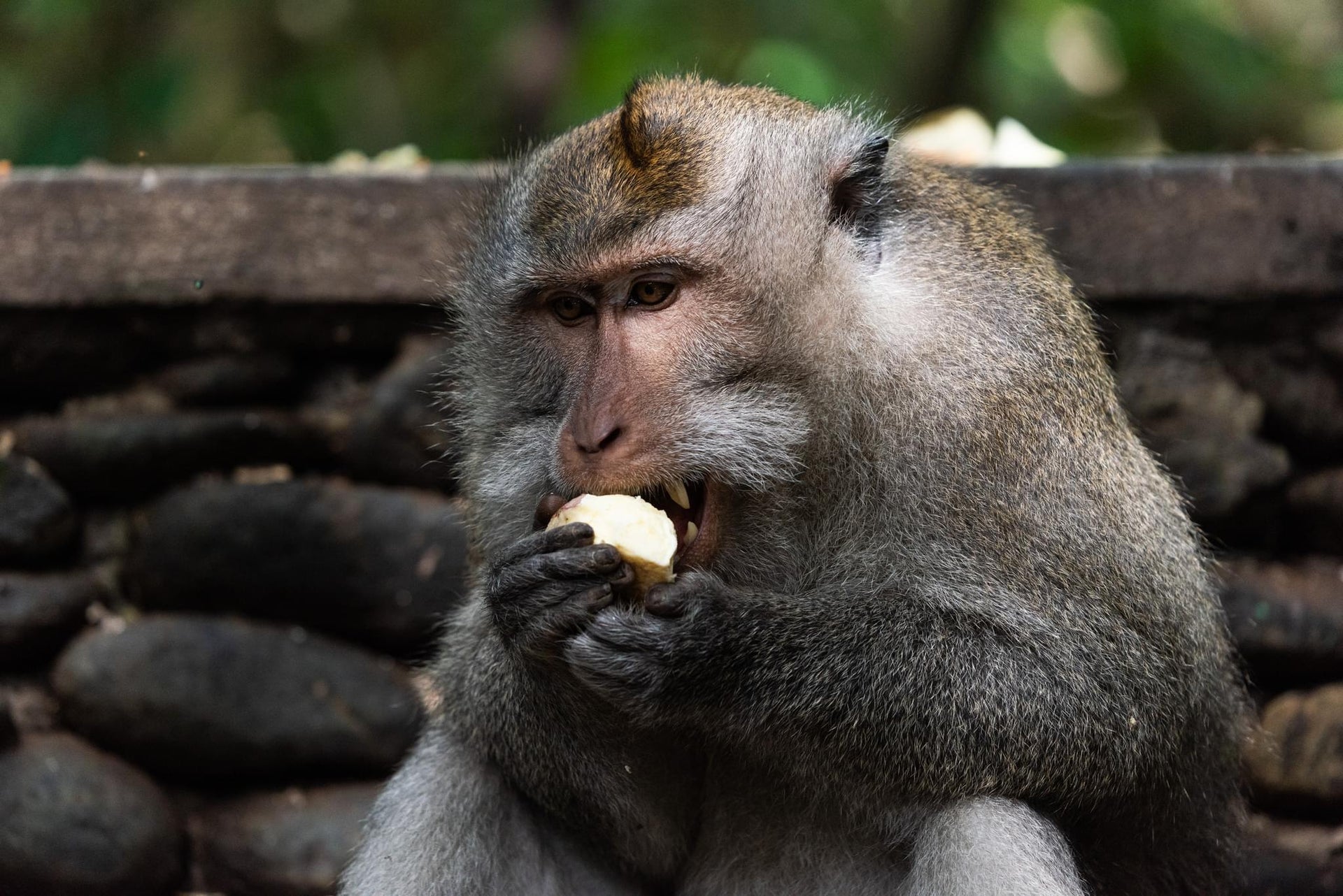 Macaque Monkeys