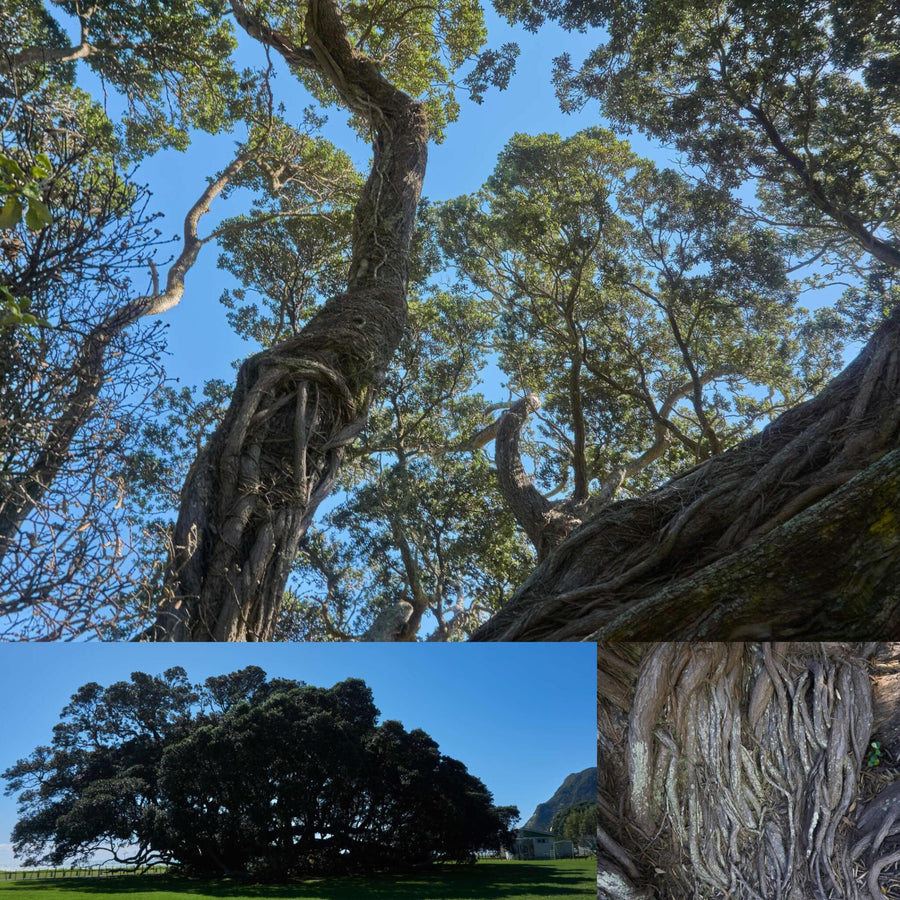 Sprawling Entangled Pohutukawa Tree