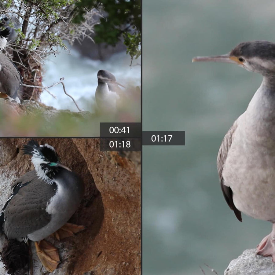 Spotted Shags Cliff Colony