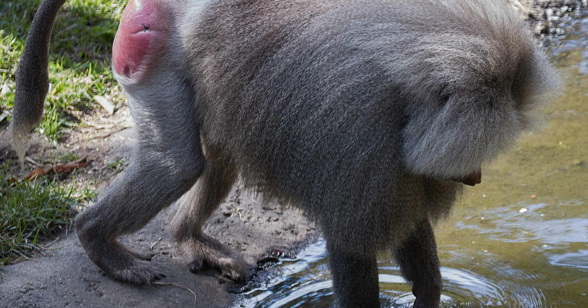 175 photos of Hamadryas Baboon – Fotoref