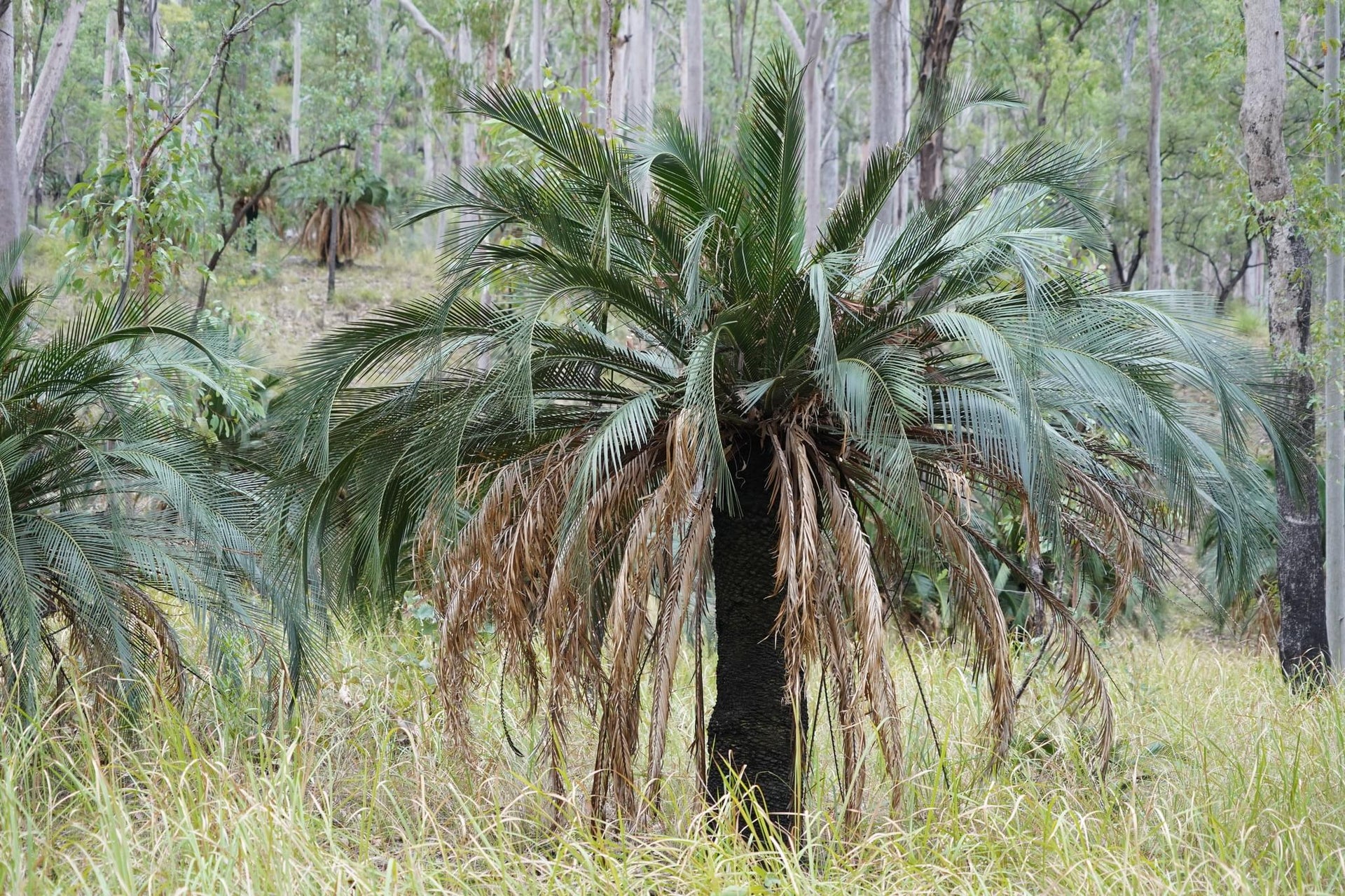 Kingfern Forest