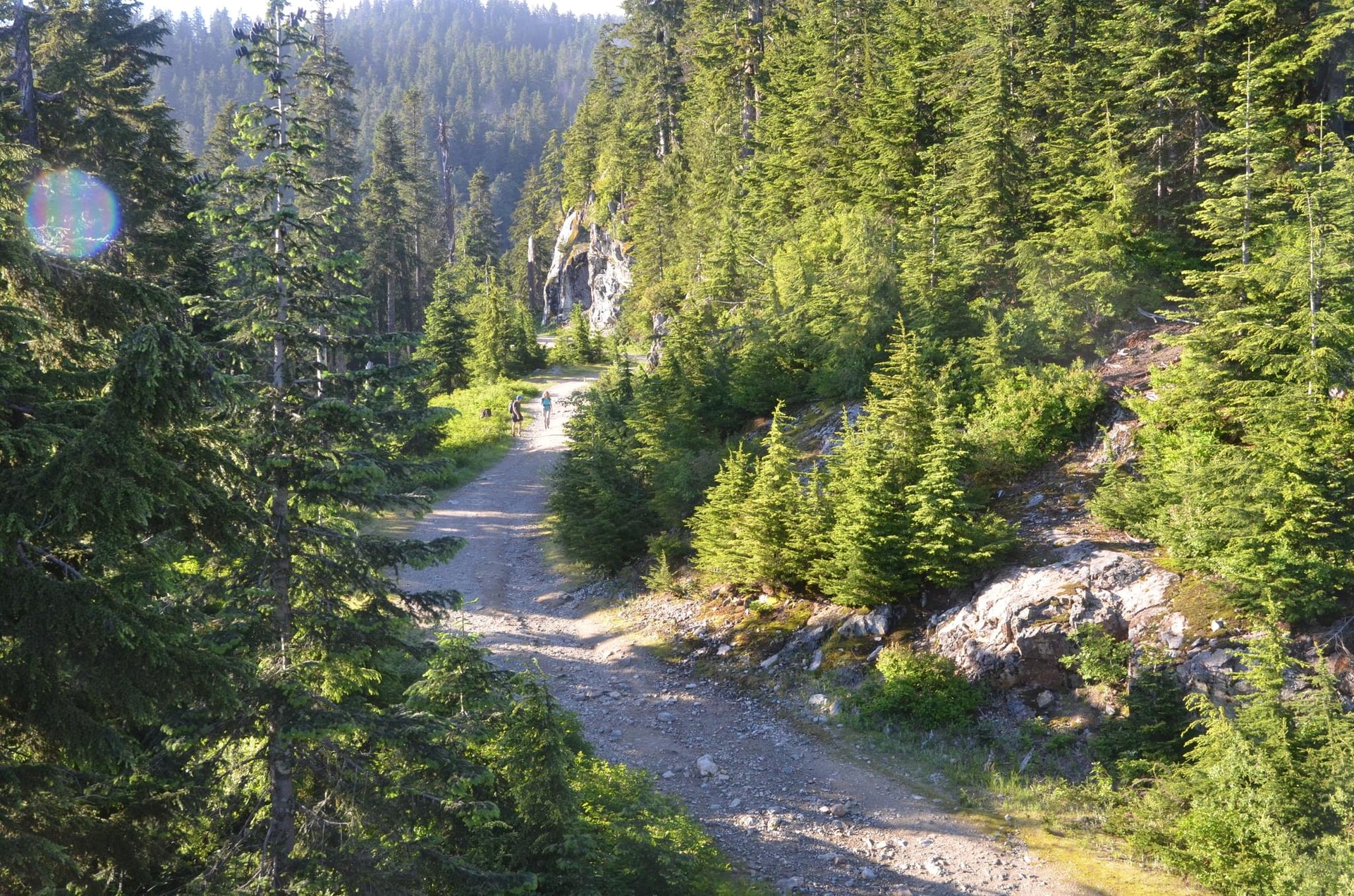 Pine Tree Forest in Winter and Summer