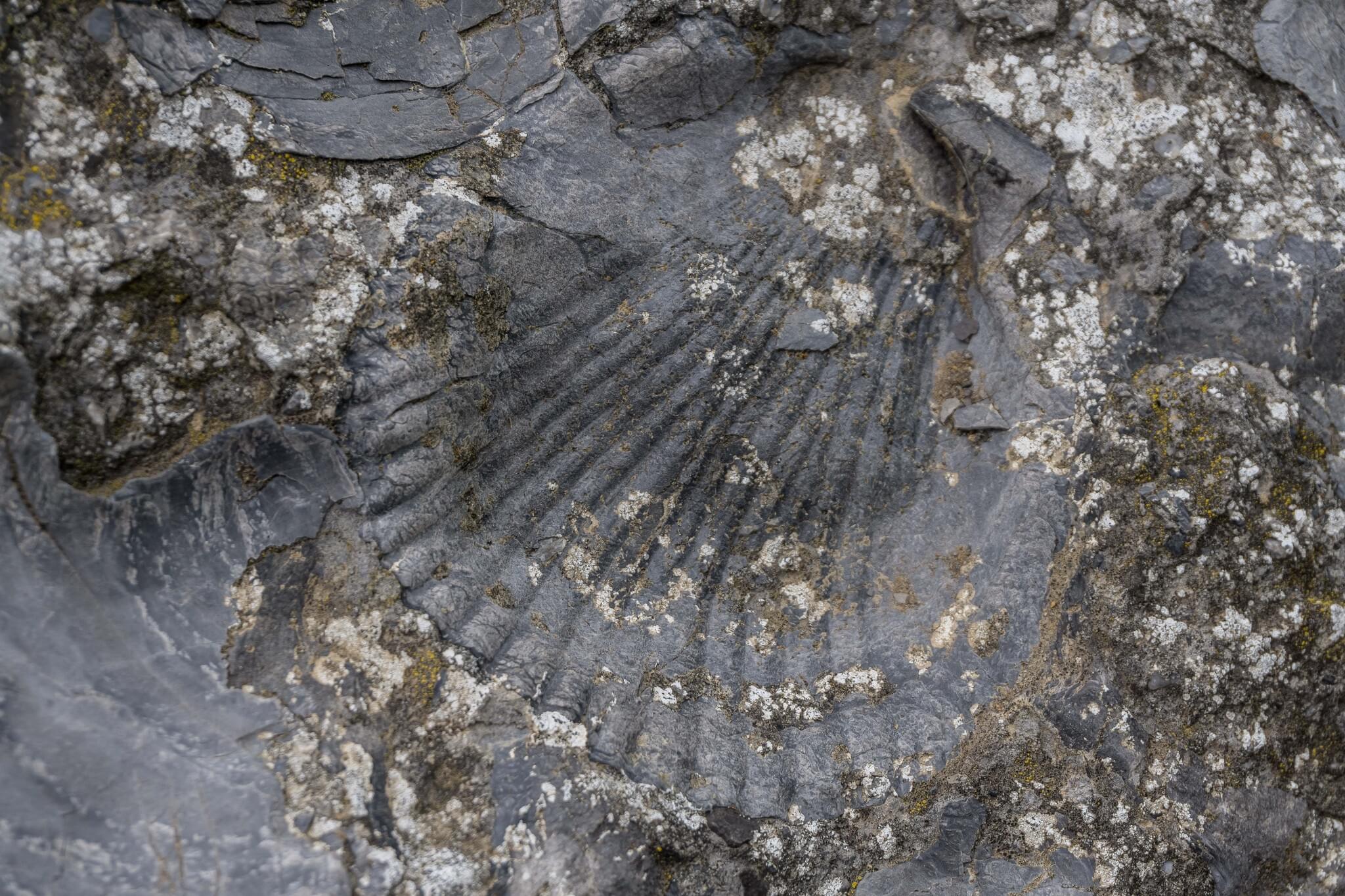 264 Photos Of Fossilized Shells Cliff Formation – Fotoref