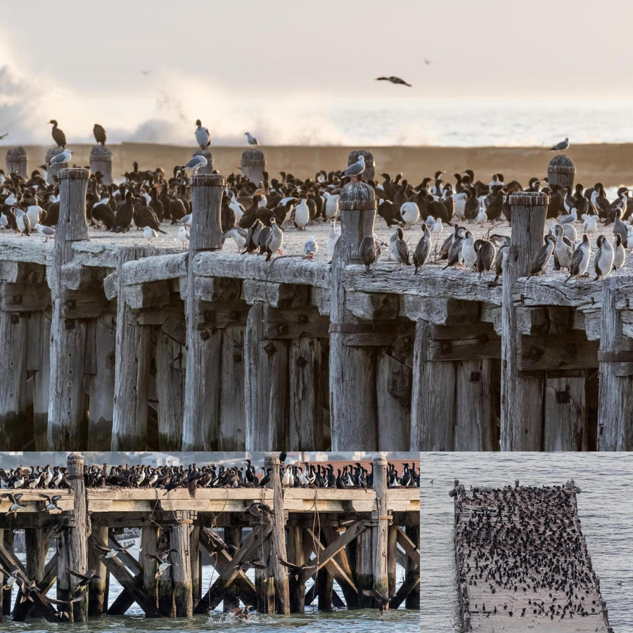 Pier Bird Colony