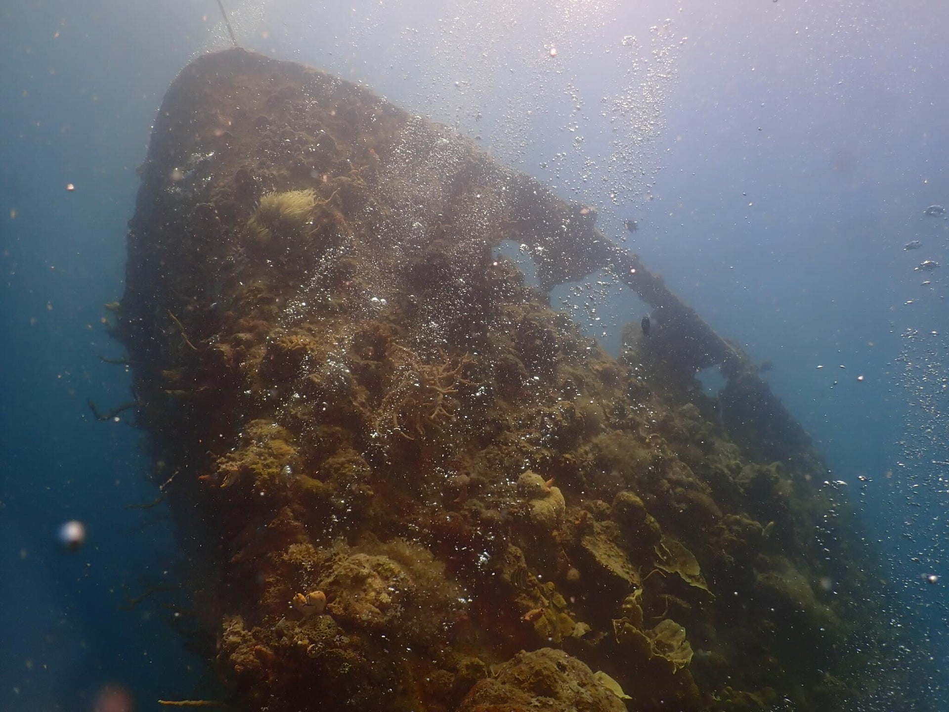 Murky Coral Overgrown Japanese Cargo Shipwreck