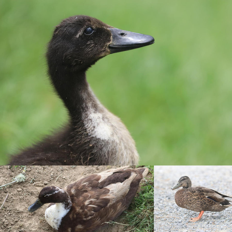 Ducks and Ducklings