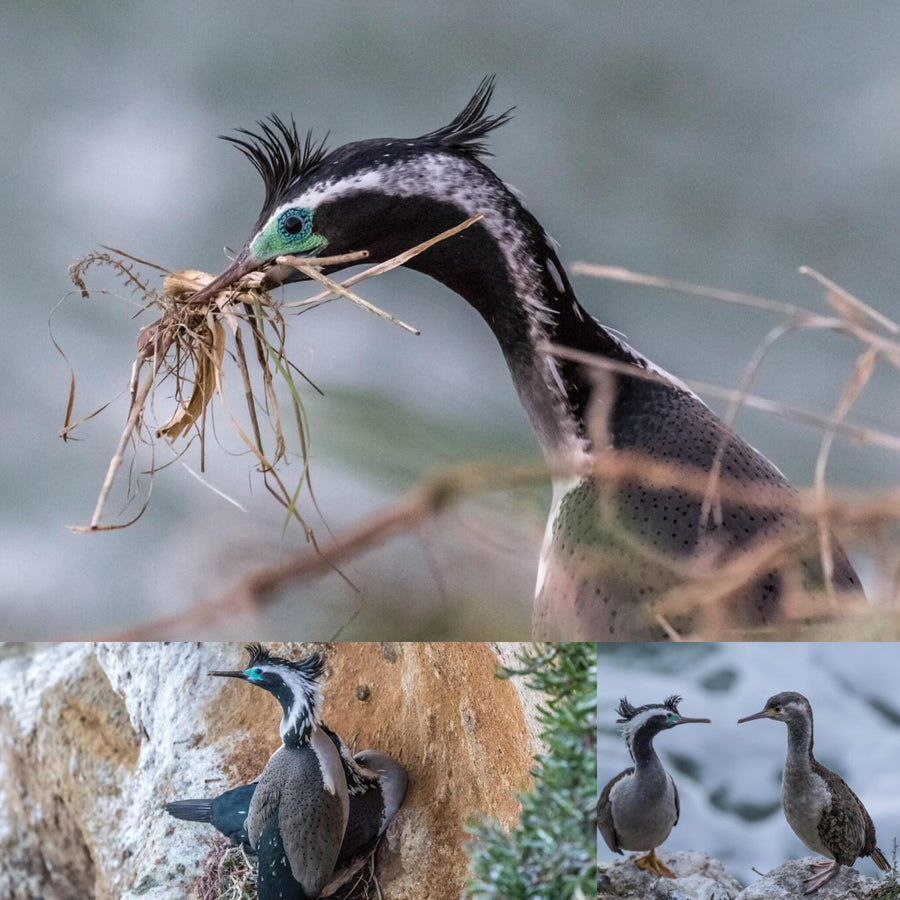 Spotted Shags Cliff Colony