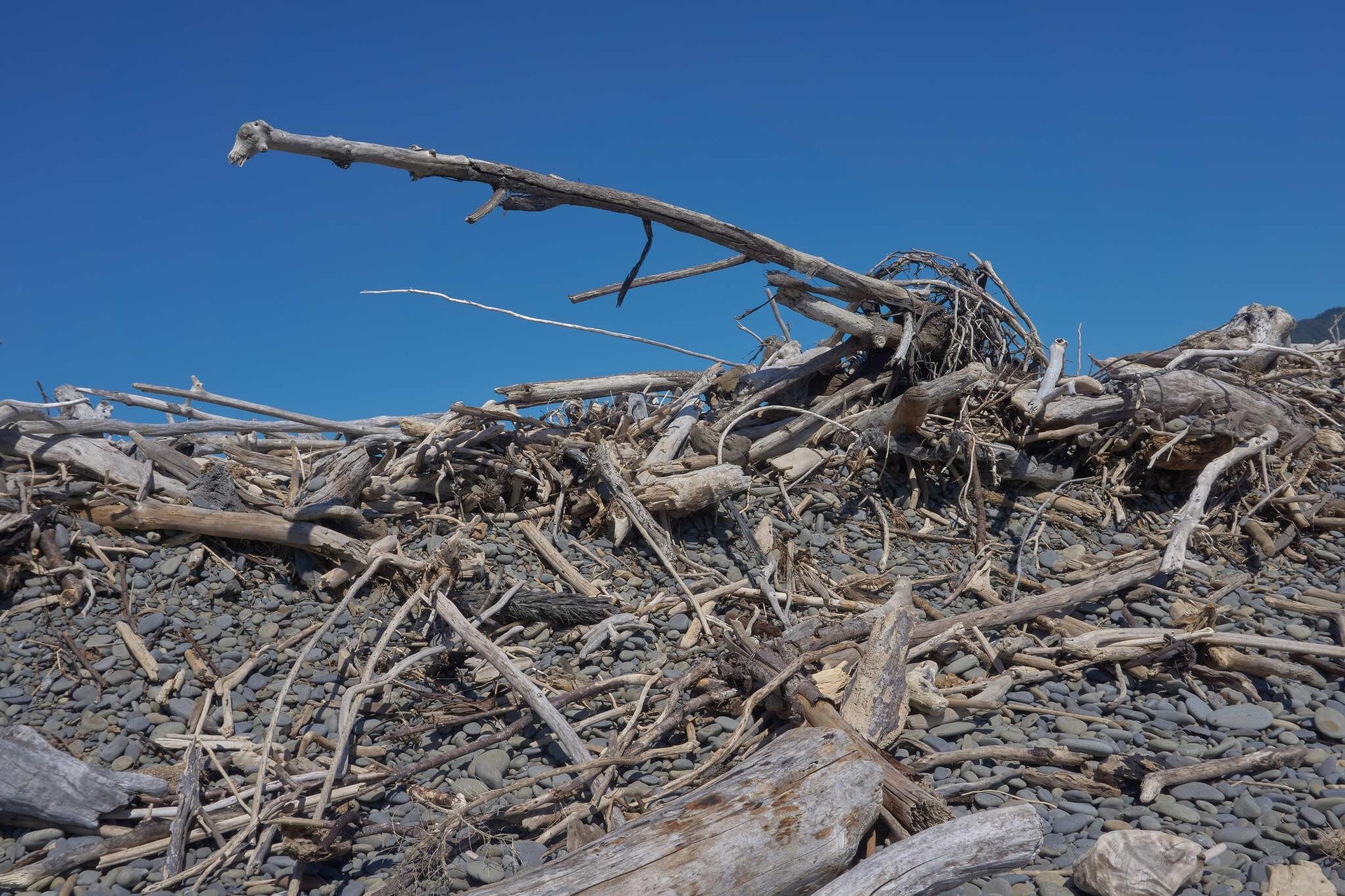 Driftwood Beach