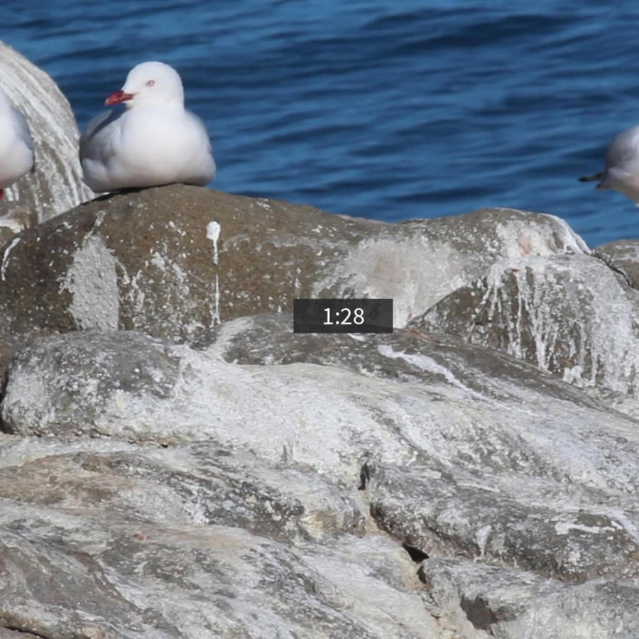 Seagulls