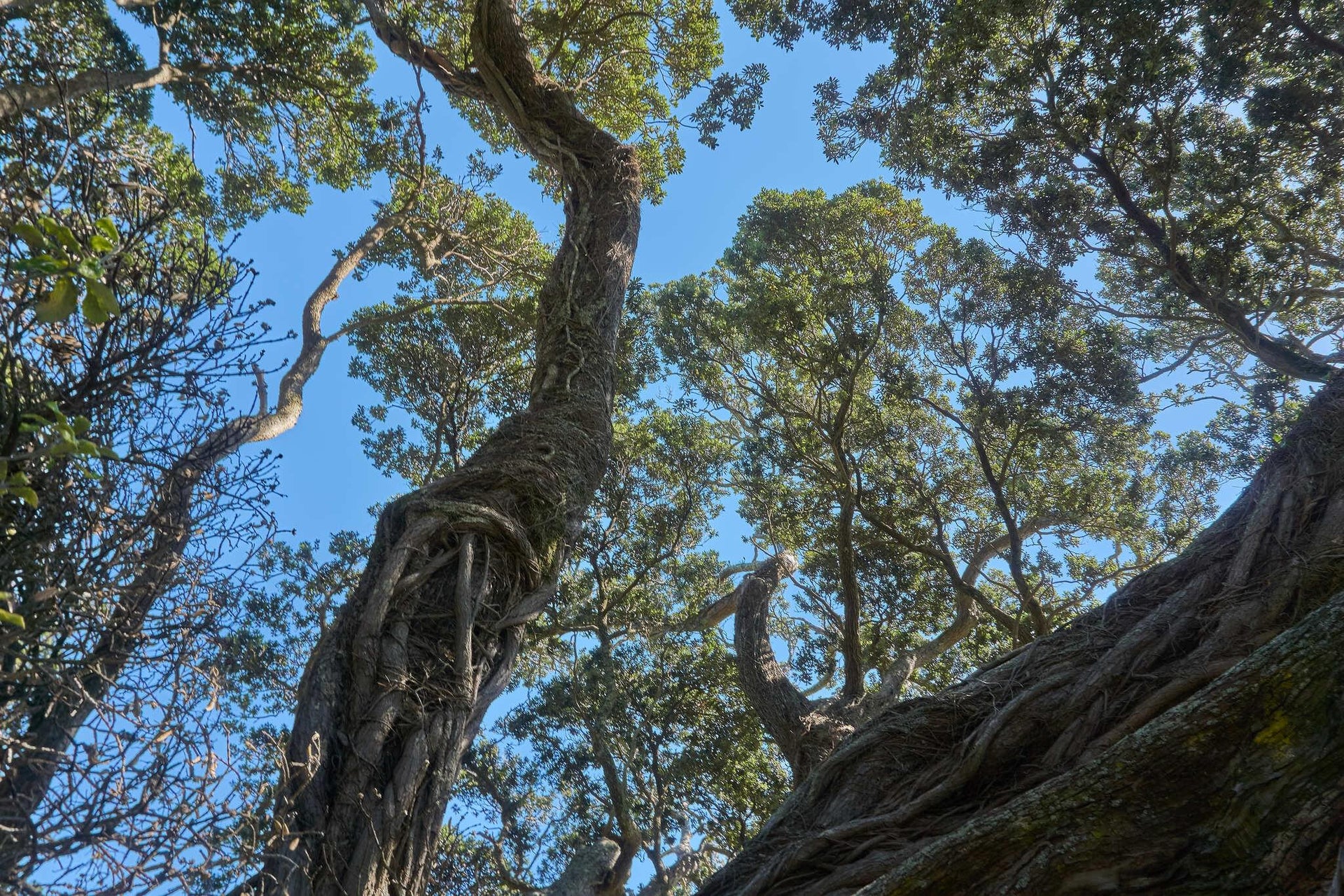 Sprawling Entangled Pohutukawa Tree