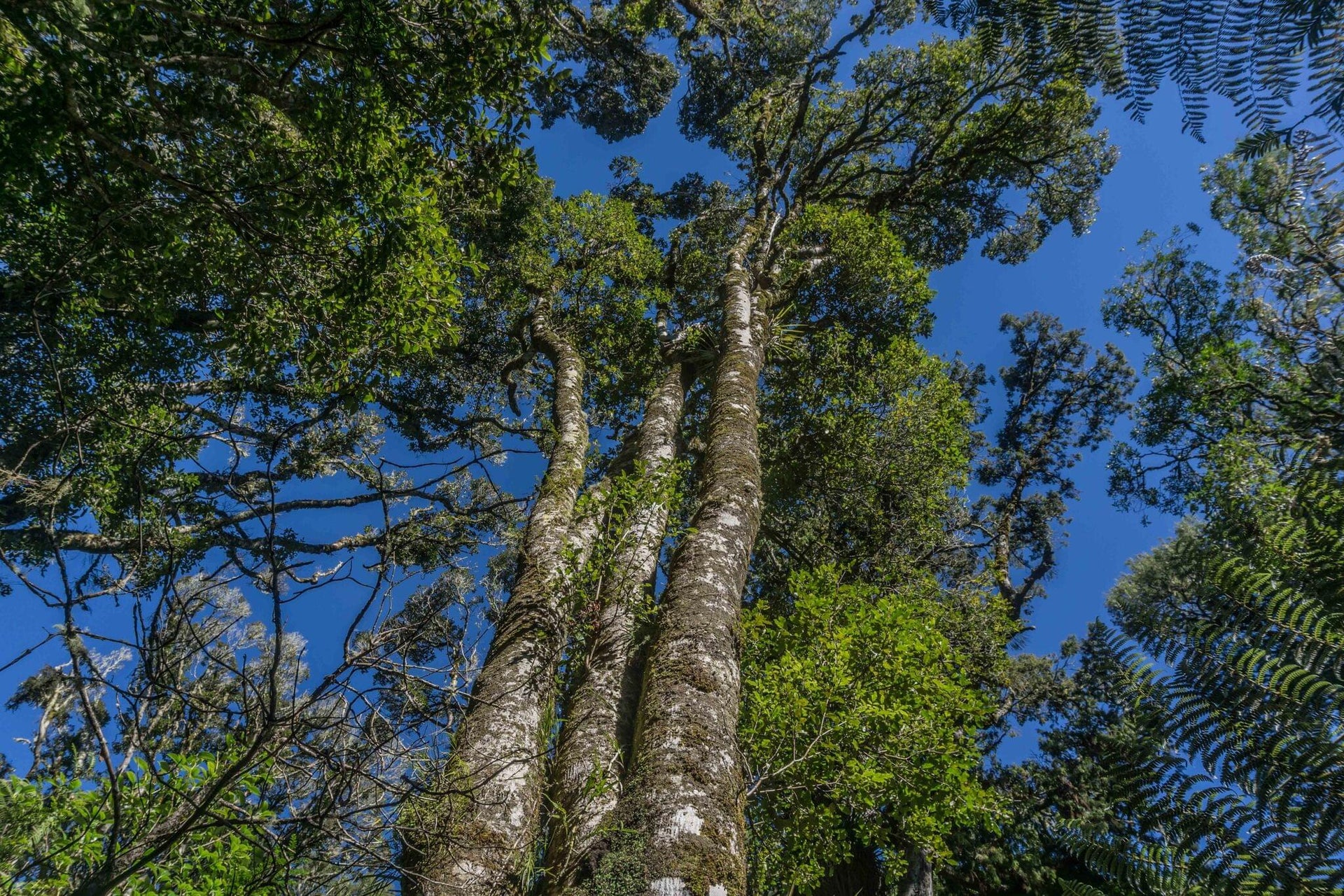 Subtropical Rainforest