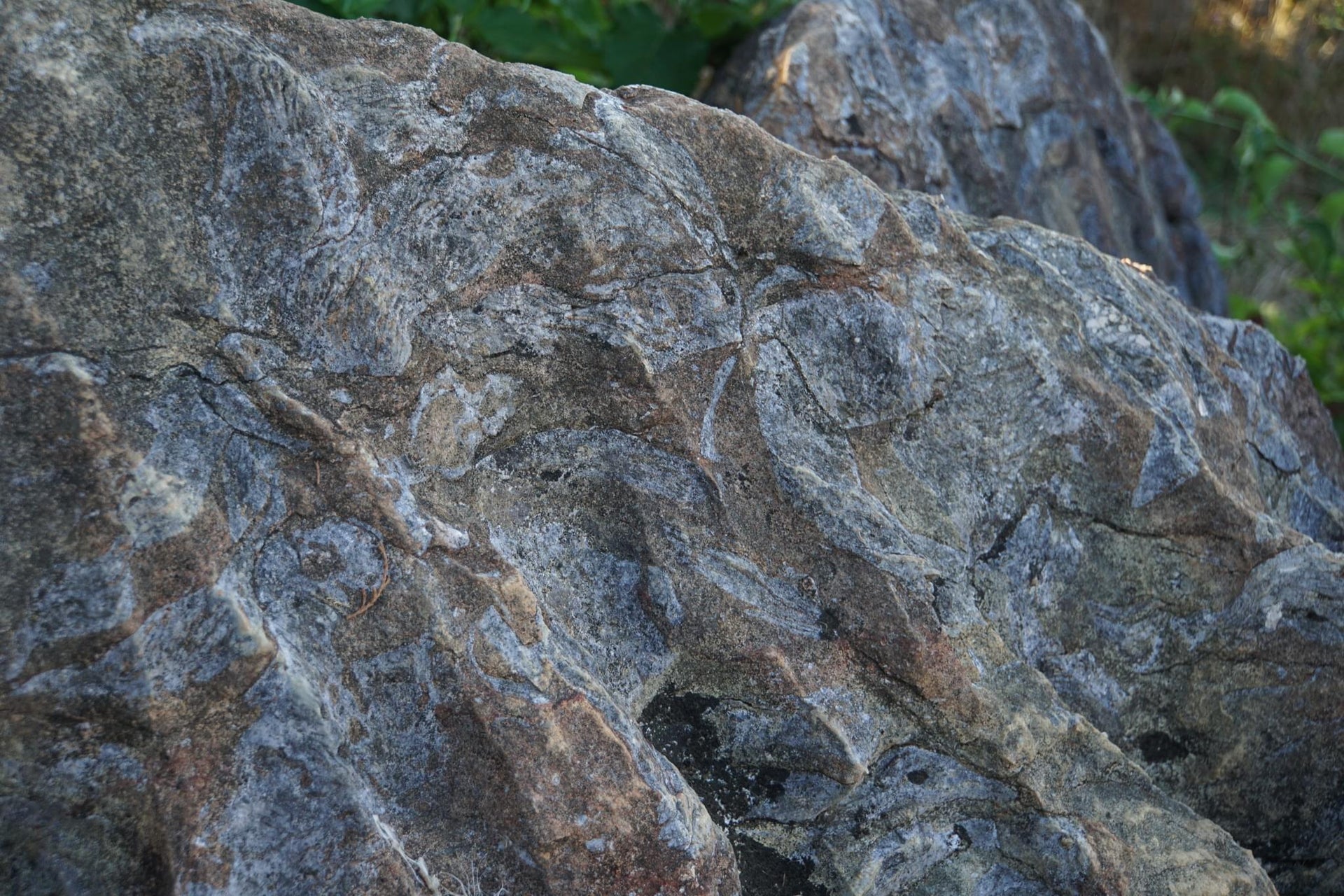 Fossilized Rocks