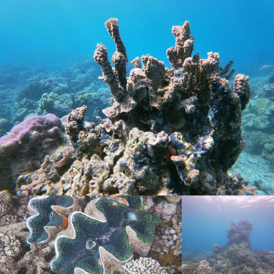 Great Barrier Coral Reef Columns and Floor