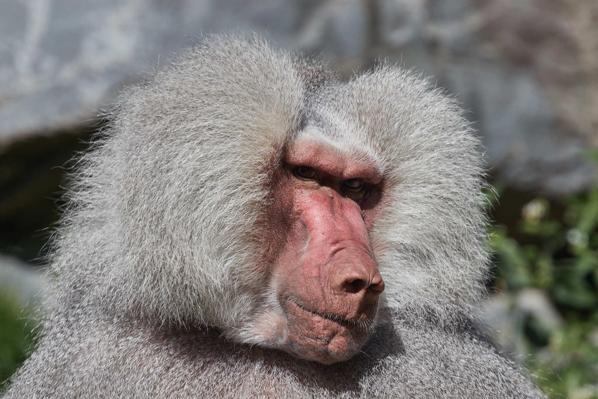 Hamadryas Baboon