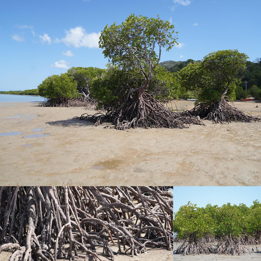 Island Coast Mangrove Forest