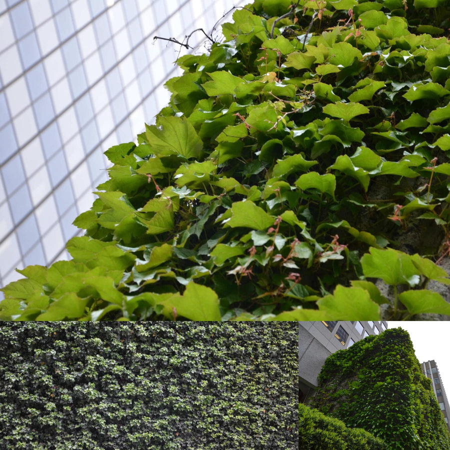 Foliage Overgrown Walls