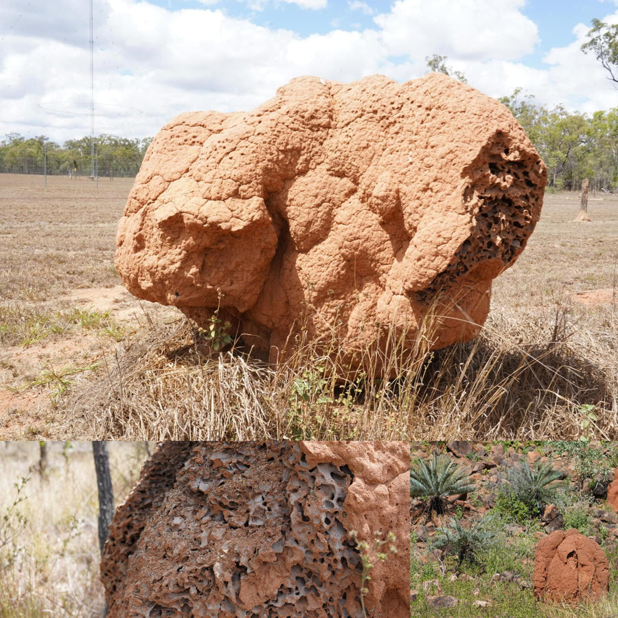 Thick Red Termite Mounds