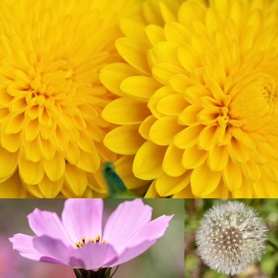 Flowers Macro Detail