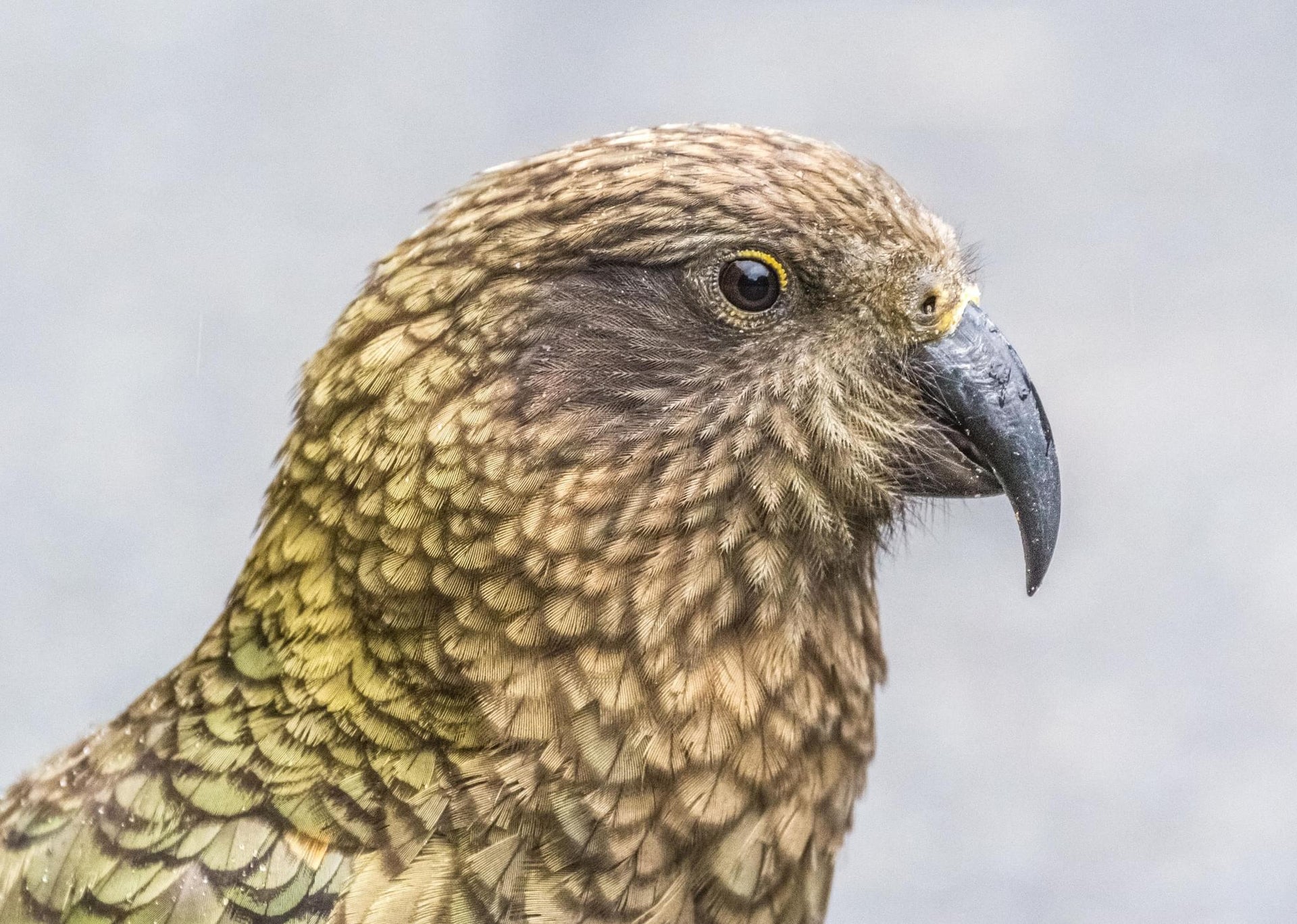 Kea Alpine Parrot