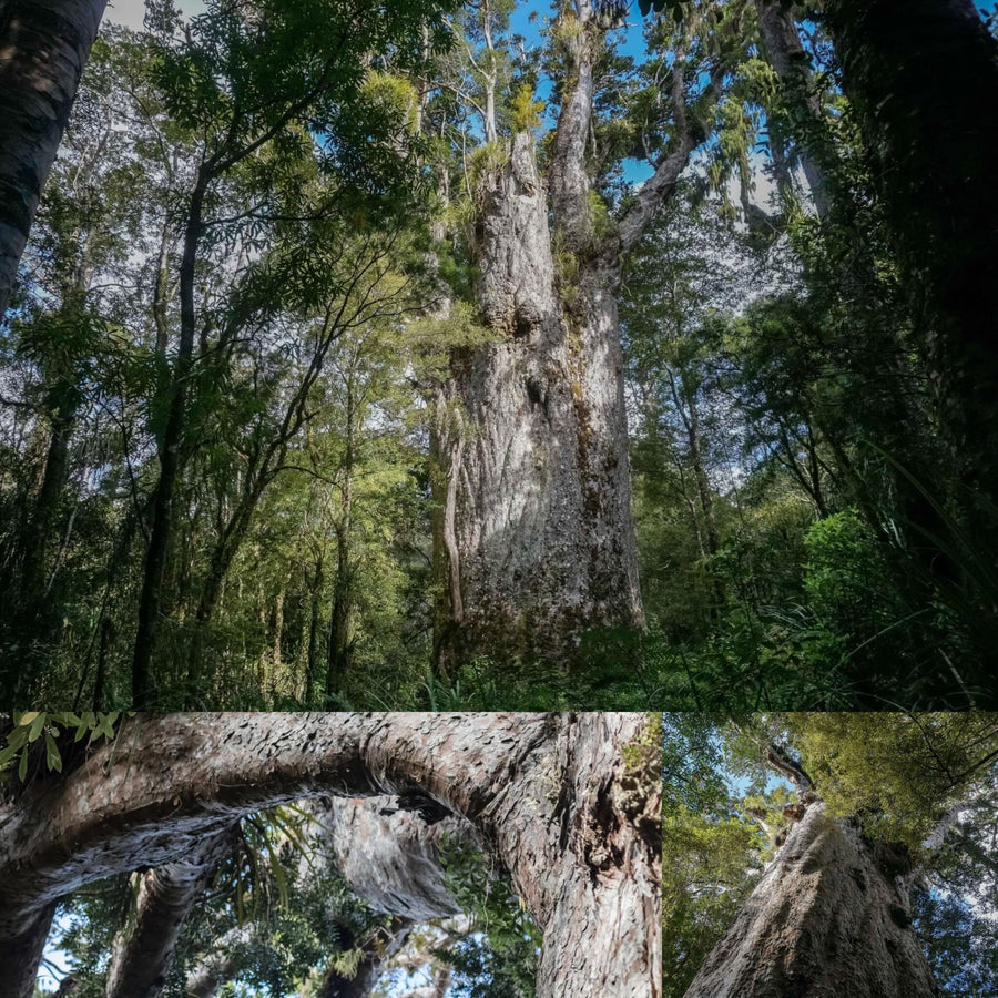 Giant Kauri Trees Forest