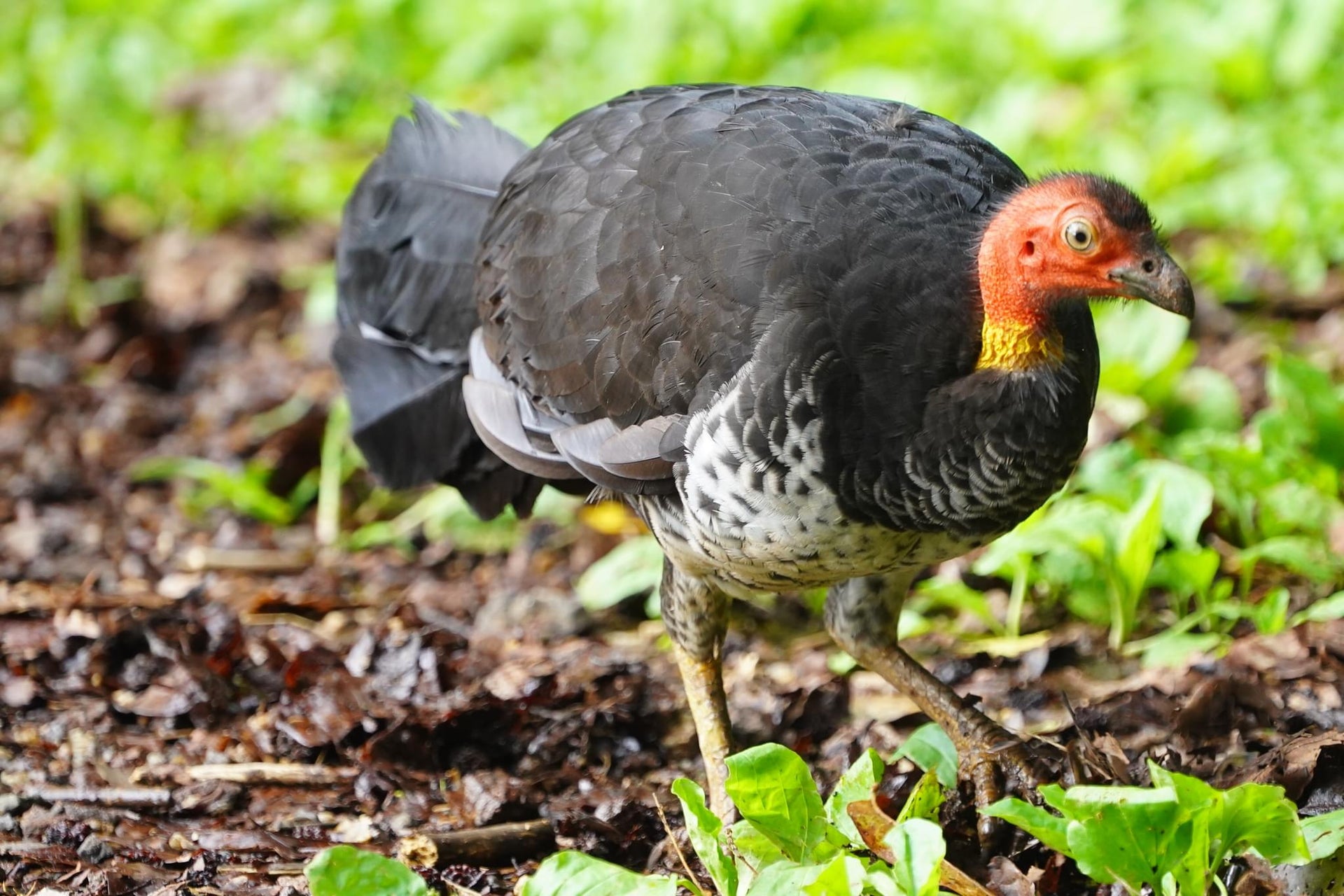 Australian Brush Turkey