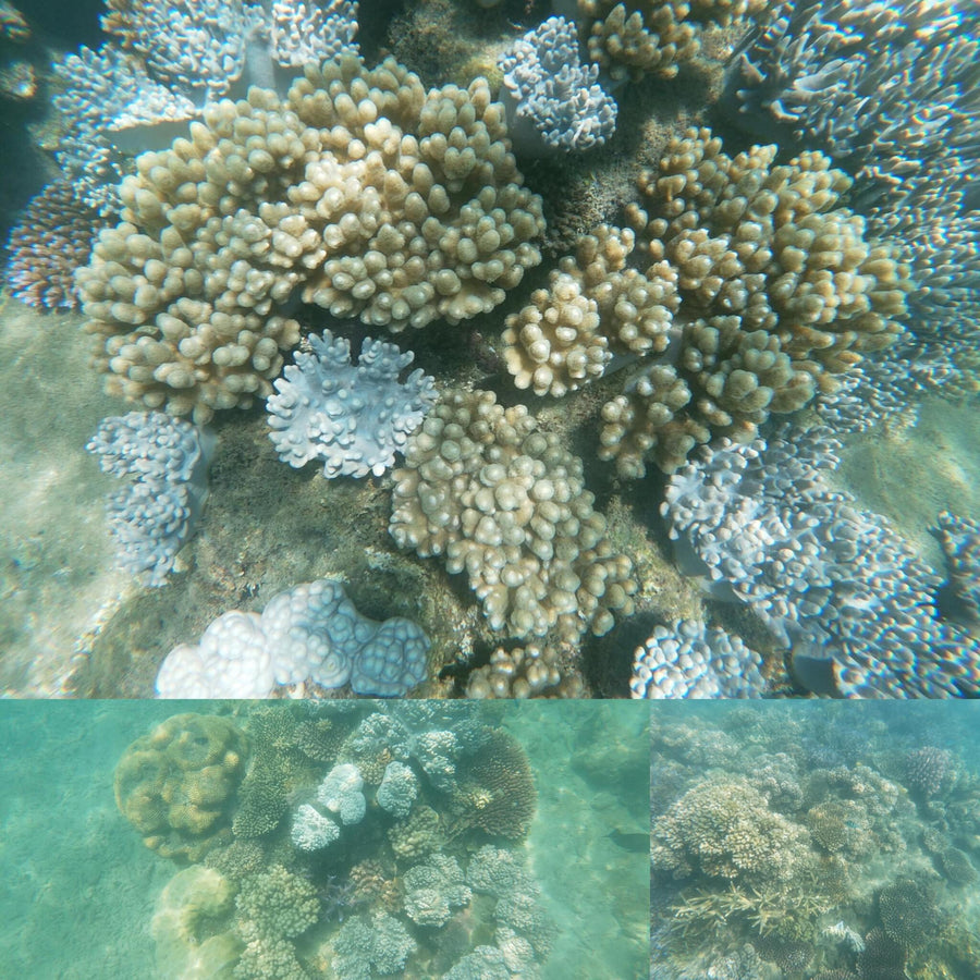 Island Coral Reef Strong Caustics