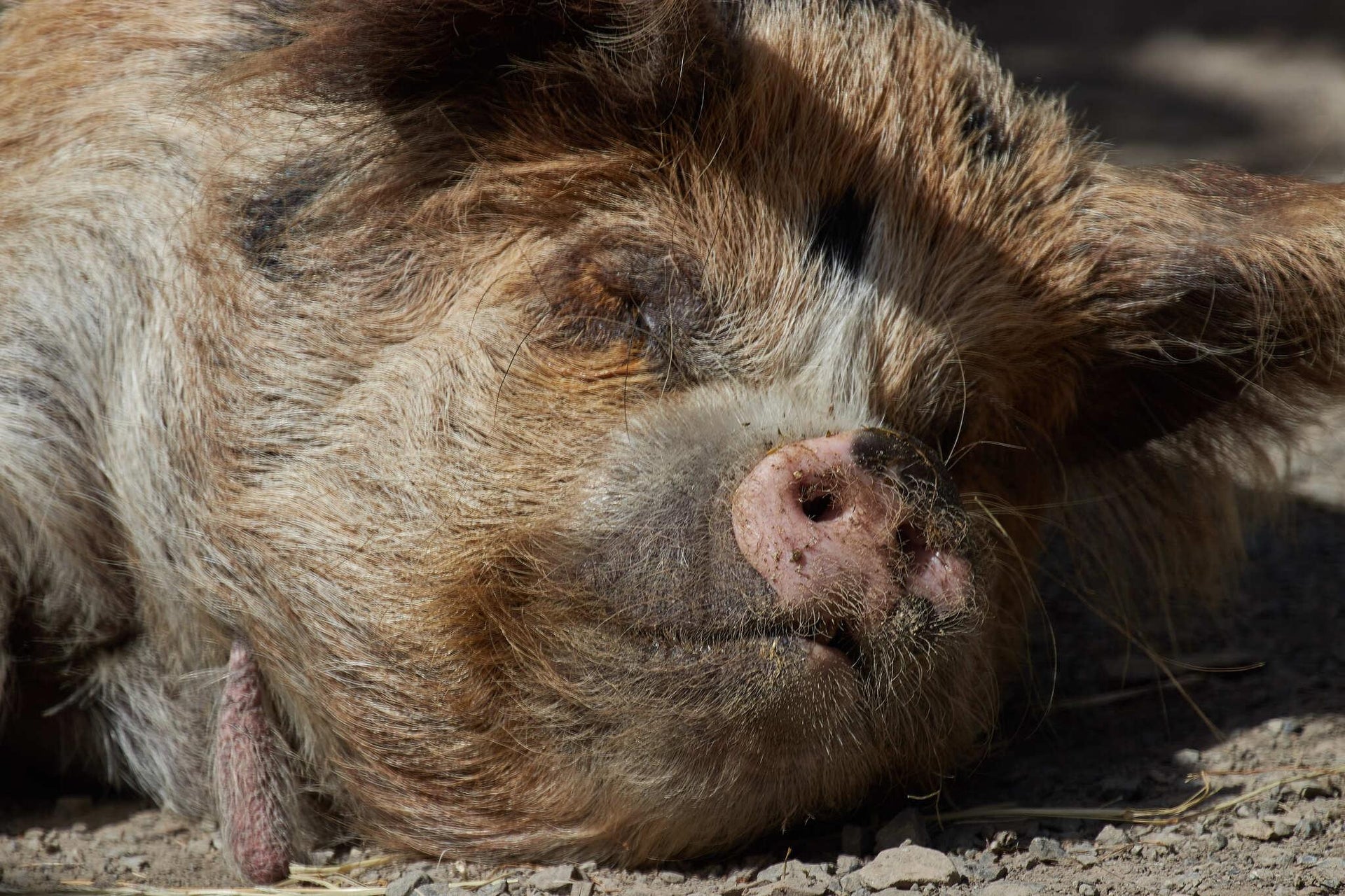 Kunekune Pig