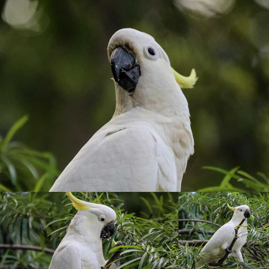 Sulfur-Crested Cockatoo